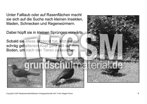Bilderbuch-Amsel-SW-9.pdf